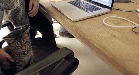 オフィスに入ると2秒でにゃんこ 猫用トイレを開発している会社の日常がうらやましすぎた オランダ カラパイア オフィスに入ると2秒でにゃんこ 猫用トイレを開発している会社の日常がうらやましすぎた オランダ カラパイア