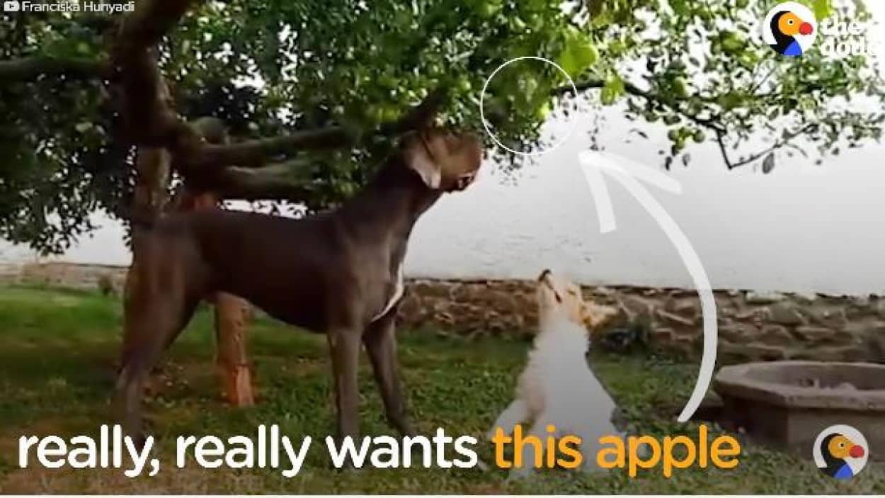これが犬のさりげないやさしさ 小さい犬にリンゴを取ってあげる大きい犬 カラパイア これが犬のさりげないやさしさ 小さい犬にリンゴを取ってあげる大きい犬 カラパイア