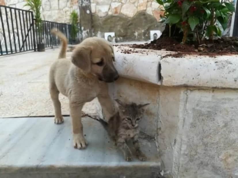 dog8_e