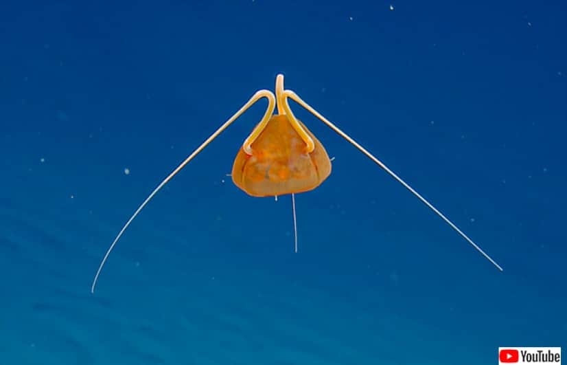 难道是深海外星人？发现像抱脸者这样的神秘水母。新物种的可能性-豁天游-一个专门分享有趣的信息，激发人们的求知欲。