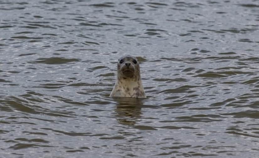 harbor-seal-g56861346a_640_e