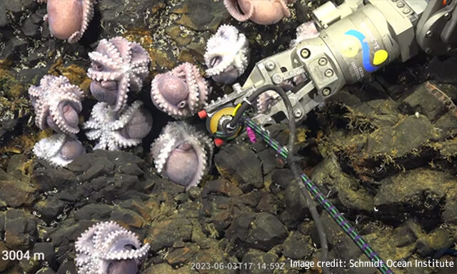 コスタリカの深海でタコの赤ちゃんの保育所を発見！新種の可能性も