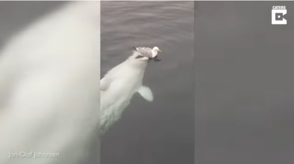 beluga5_e