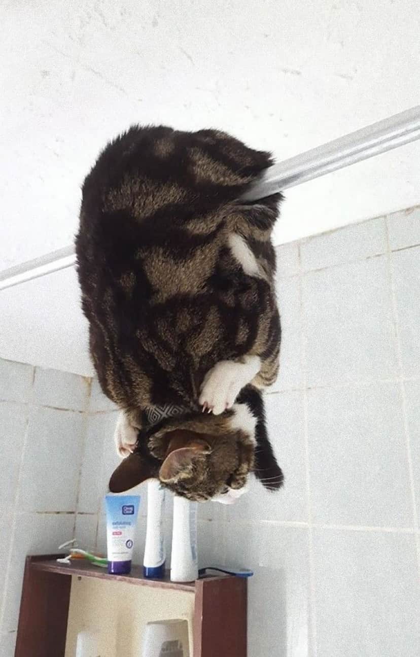 funny-idiot-cats-22-5ae022ccedc65__605_e