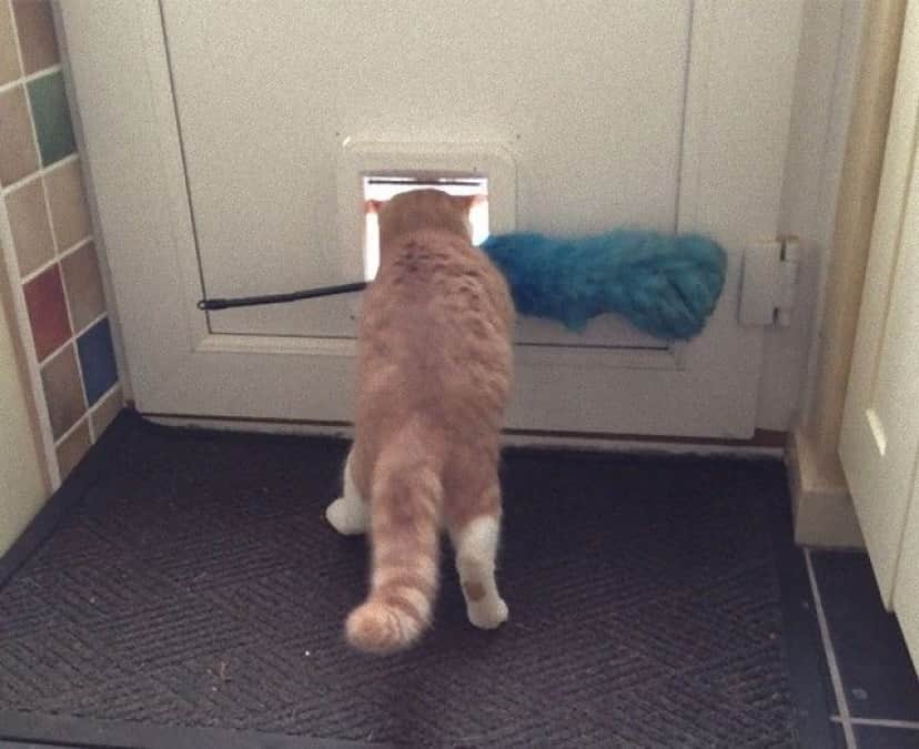 funny-idiot-cats-260-5ae07e5331937__605_e
