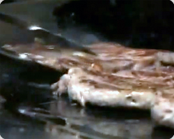 ワールドカップ記念にライオンの肉を使ったハンバーガーが売り出される アメリカ カラパイア ワールドカップ記念にライオンの肉を使ったハンバーガーが売り出される アメリカ カラパイア