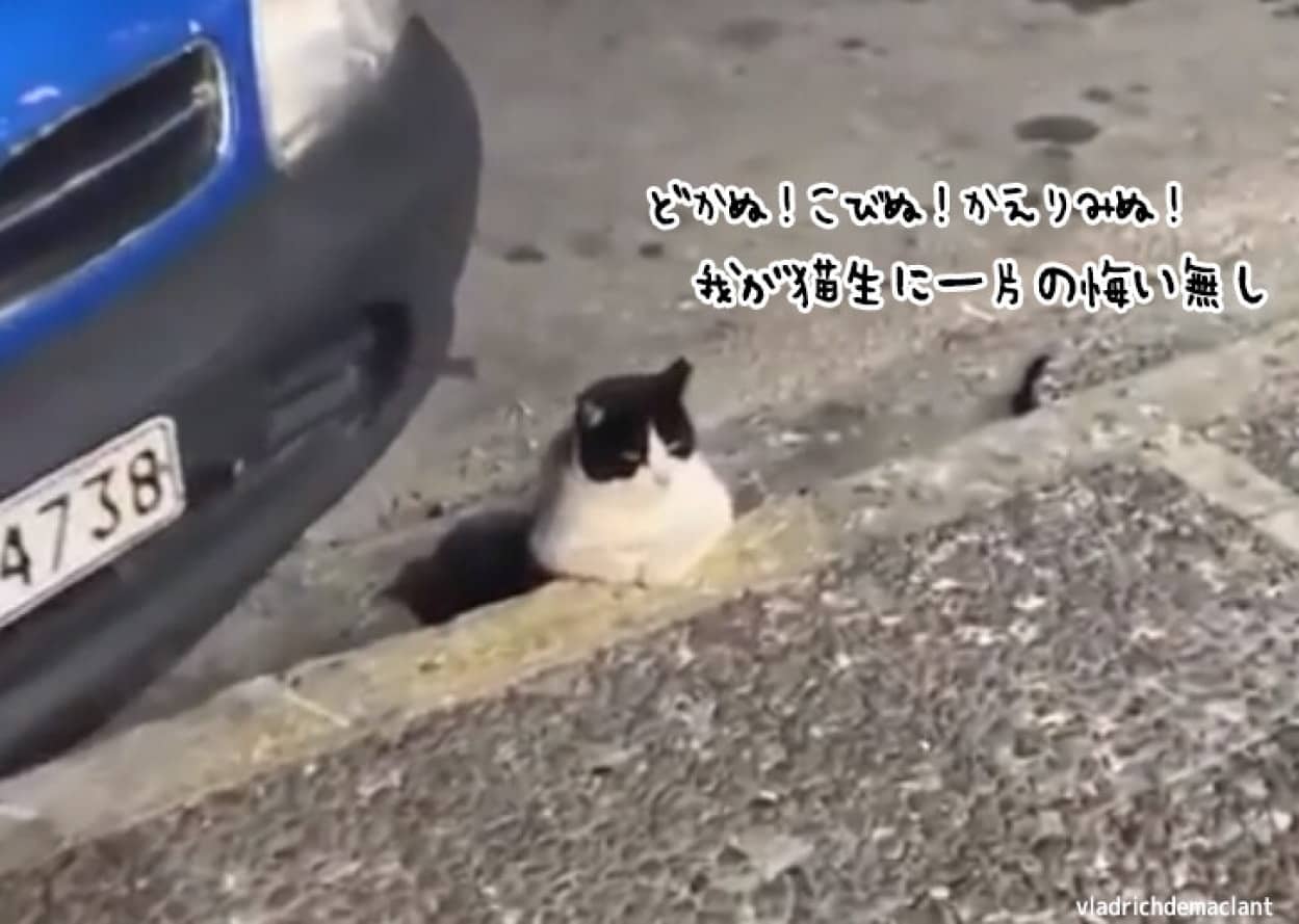 車の前から動こうとしない猫