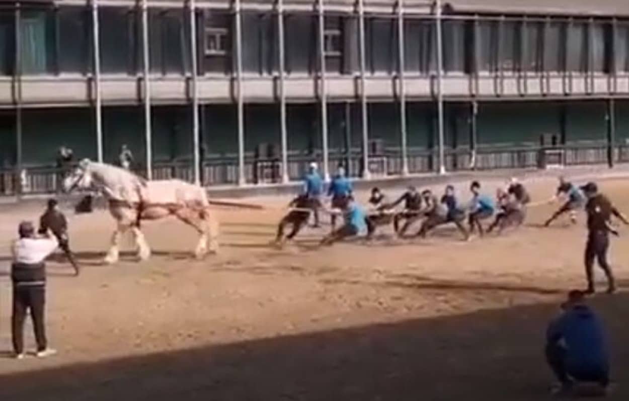 リアル馬力 馬1頭と人間10人が綱引き勝負 その結末は カラパイア