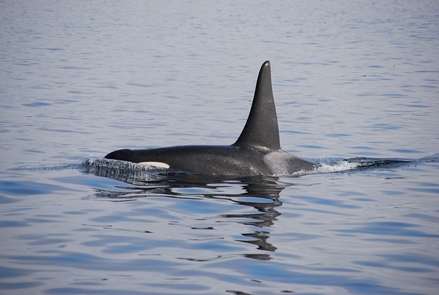 養子にしたの？それとも誘拐？クジラの赤ちゃんを連れたシャチの姿が目撃される