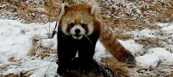 あらえる