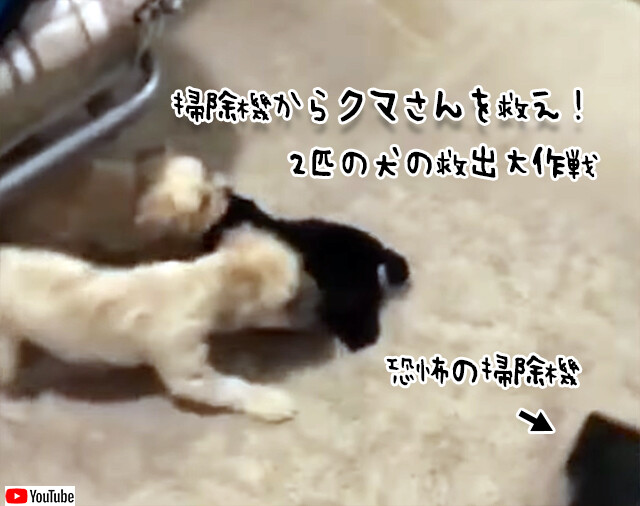 仲間のクマ（ぬいぐるみ）を掃除機から救え！2匹の犬の決死の救出大作戦