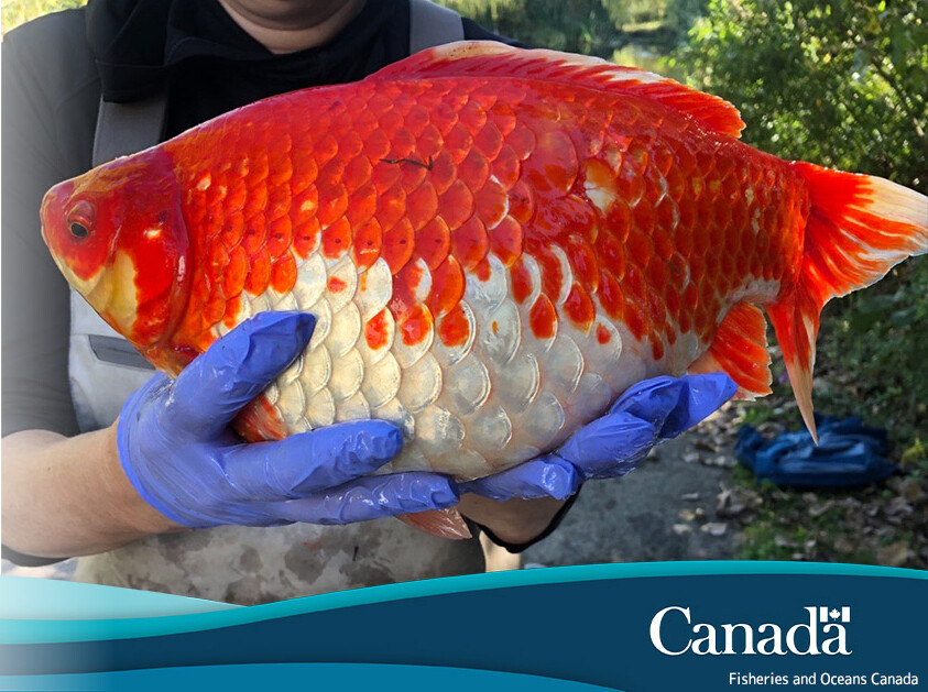 金魚ホラーサスペンス。巨大な個体を含む2万匹以上の金魚がカナダの池で発見される