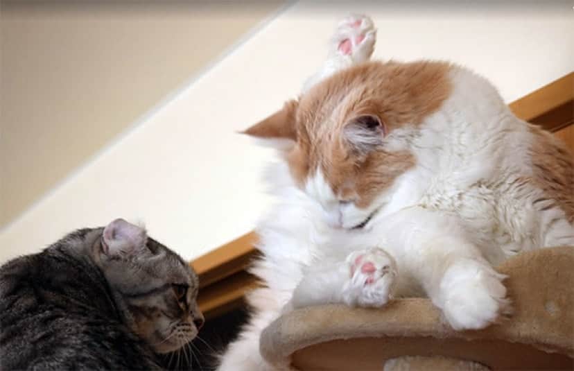 猫だってうつ病になる。うつ状態の猫が示す6つの兆候とその対処法 