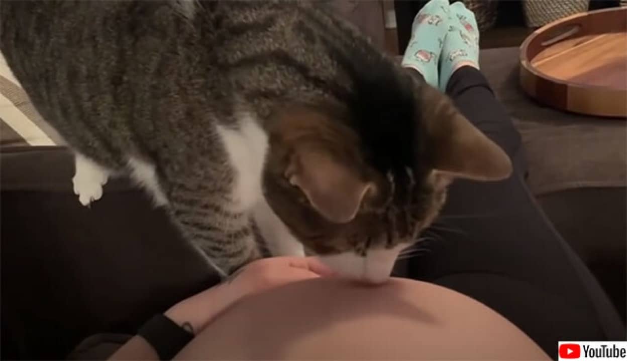飼い主の妊娠に気が付いた猫 お腹の赤ちゃんにやさしくご挨拶 カラパイア 飼い主の妊娠に気が付いた猫 お腹の赤ちゃんにやさしくご挨拶 カラパイア