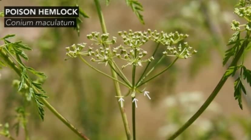 ソクラテスの薬殺刑に使用された猛毒植物 ドクニンジン がアメリカで満開の時期を迎える カラパイア