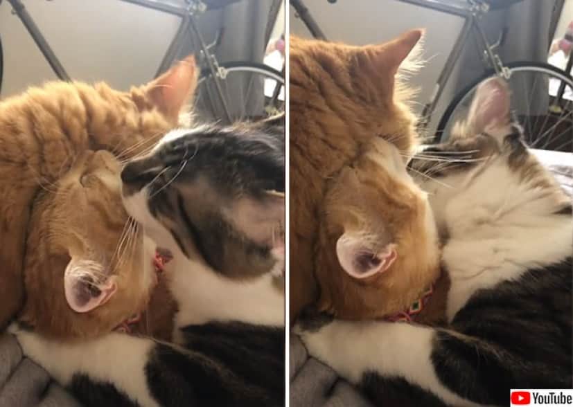 どいつもこいつも舐めくさって。いいぞ、もっとやれ！な三つ巴の舐め猫 