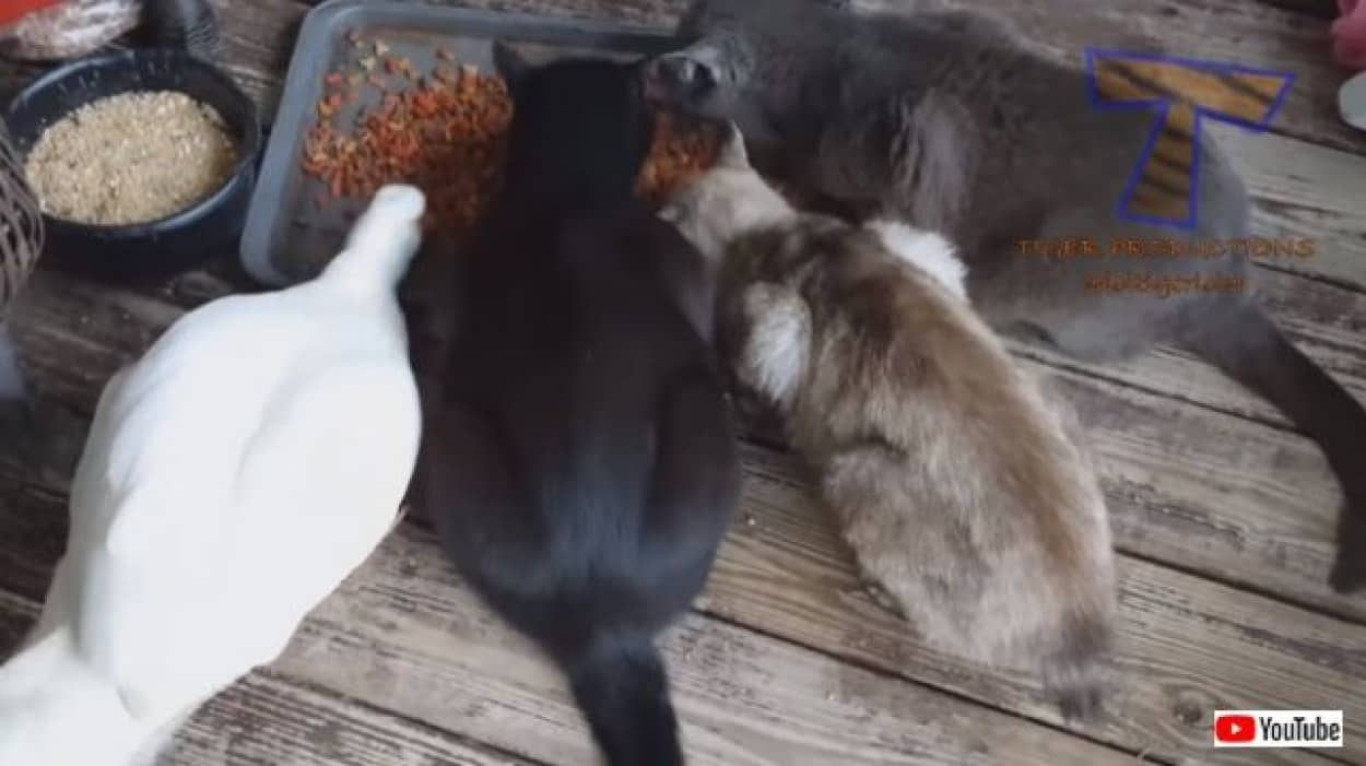 こんな組み合わせもアリ 仲が良いのか気にしてないのか 異種動物たちの触れ合いシーン総集編 爬虫類出演中 カラパイア