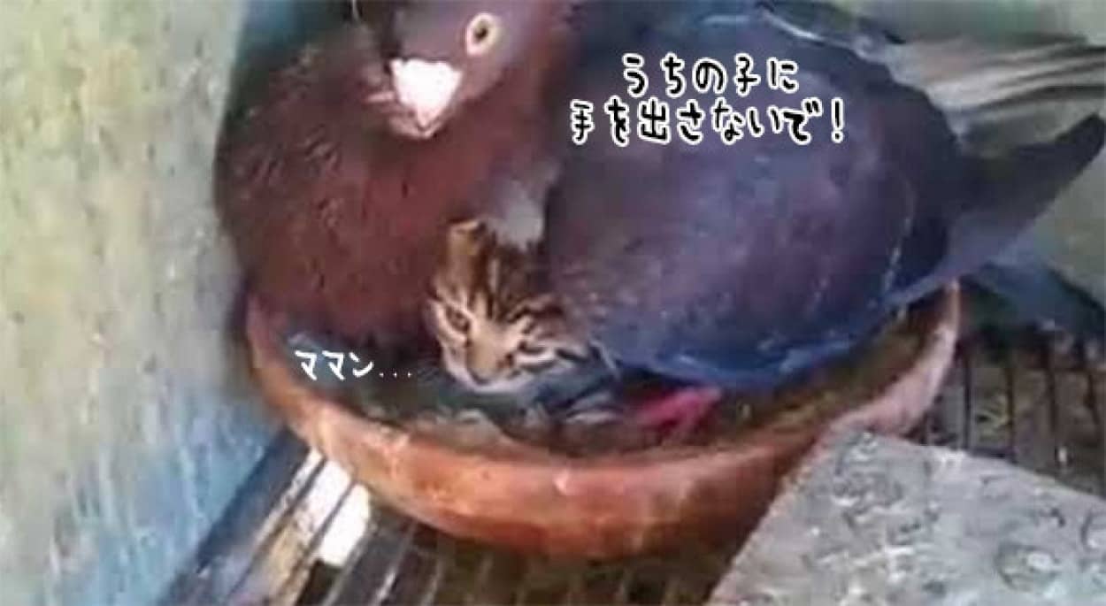 ポッポボァアアア ハトが大事そうにあたためているヒナは猫だった カラパイア