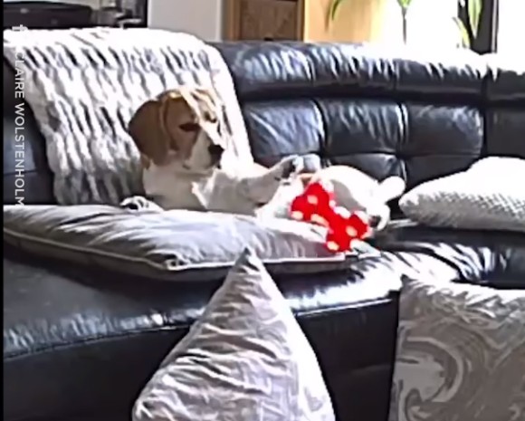 お気に入りのおもちゃをソファから落としてしまった犬の反応があまりにもドラマティック！