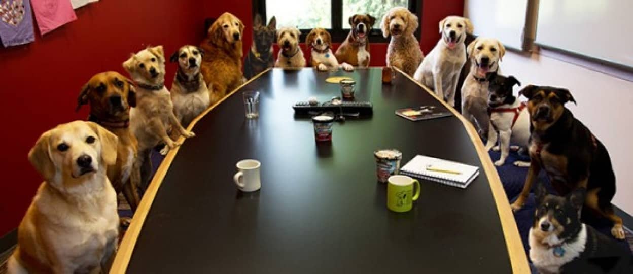 人間の面接を犬がお手伝い スコットランド大学の犬の面接官 カラパイア