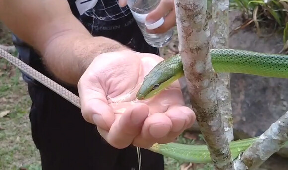 干ばつが続くタイで、脱水症状のヘビにお水を与えるハイカー