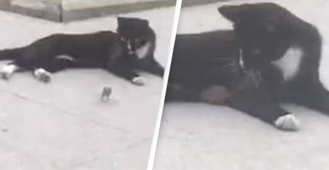 猫に追われていたネズミ、猫の懐にダイブ