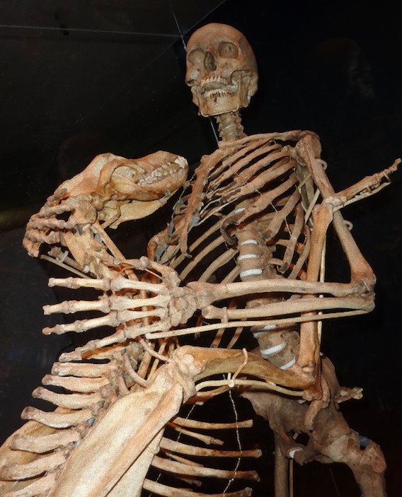 死が二人を隔てても 骨になってまた再会 犬を愛した科学者の遺言 カラパイア 死が二人を隔てても 骨になってまた再会 犬を愛した科学者の遺言 カラパイア