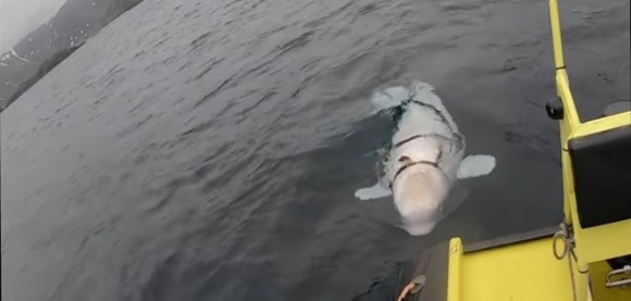 beluga2_e