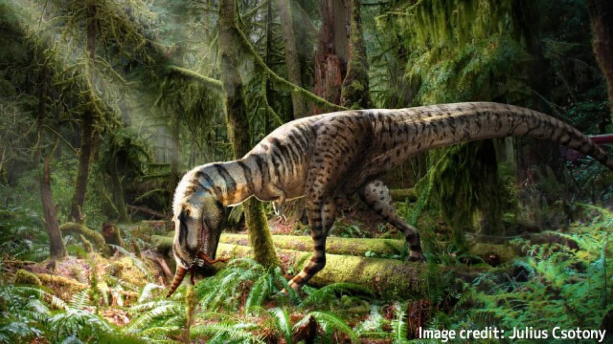 ティラノサウルス科の化石の胃の内容物から最後の食事が明らかに。恐竜の骨付きもも肉だった