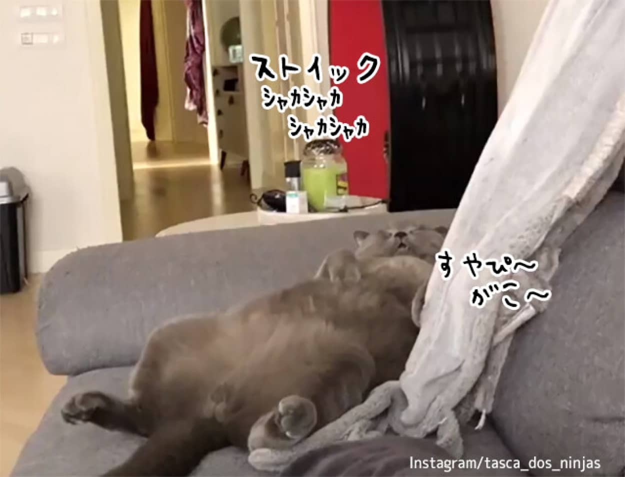 みんな違ってみんな猫