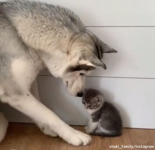 ハスキーと子猫のやさしい関係