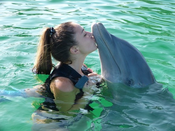 イルカの幸福度を測定 親しい人間と触れ合う時に一番幸せを感じていることが判明 フランス研究 カラパイア