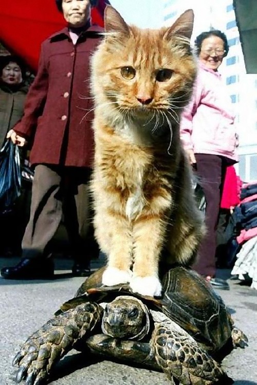 cat-riding-turtle_e