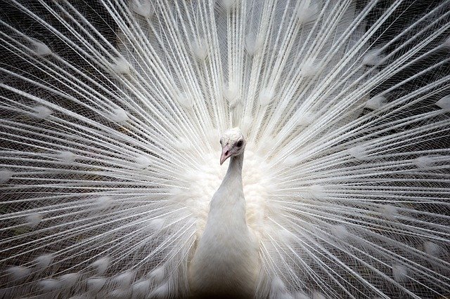 白孔雀が羽を広げる瞬間の美しさ