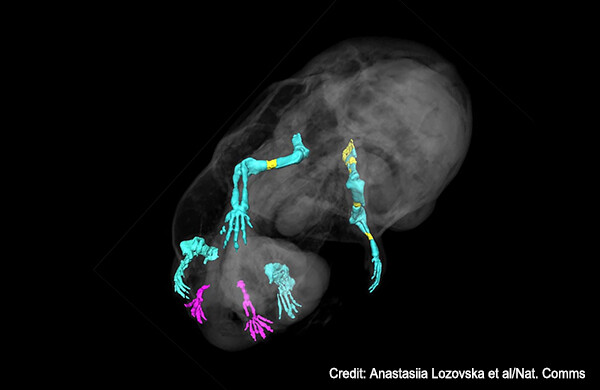遺伝子操作で誕生した6本足のマウス、生殖器が2本の足に変化