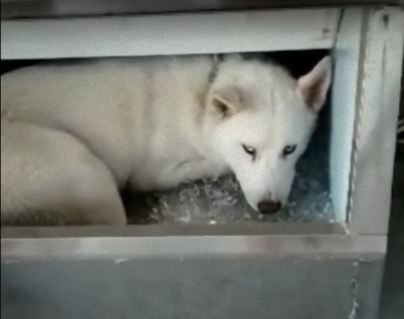 こう暑くっちゃよぅ そこでハスキー犬は考えた 思いもよらぬ解決法が見つかった カラパイア