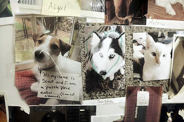 「犯人はこの子です」ピースを破損した動物たちの顔写真が壁一面に貼られたジグソーパズル会社