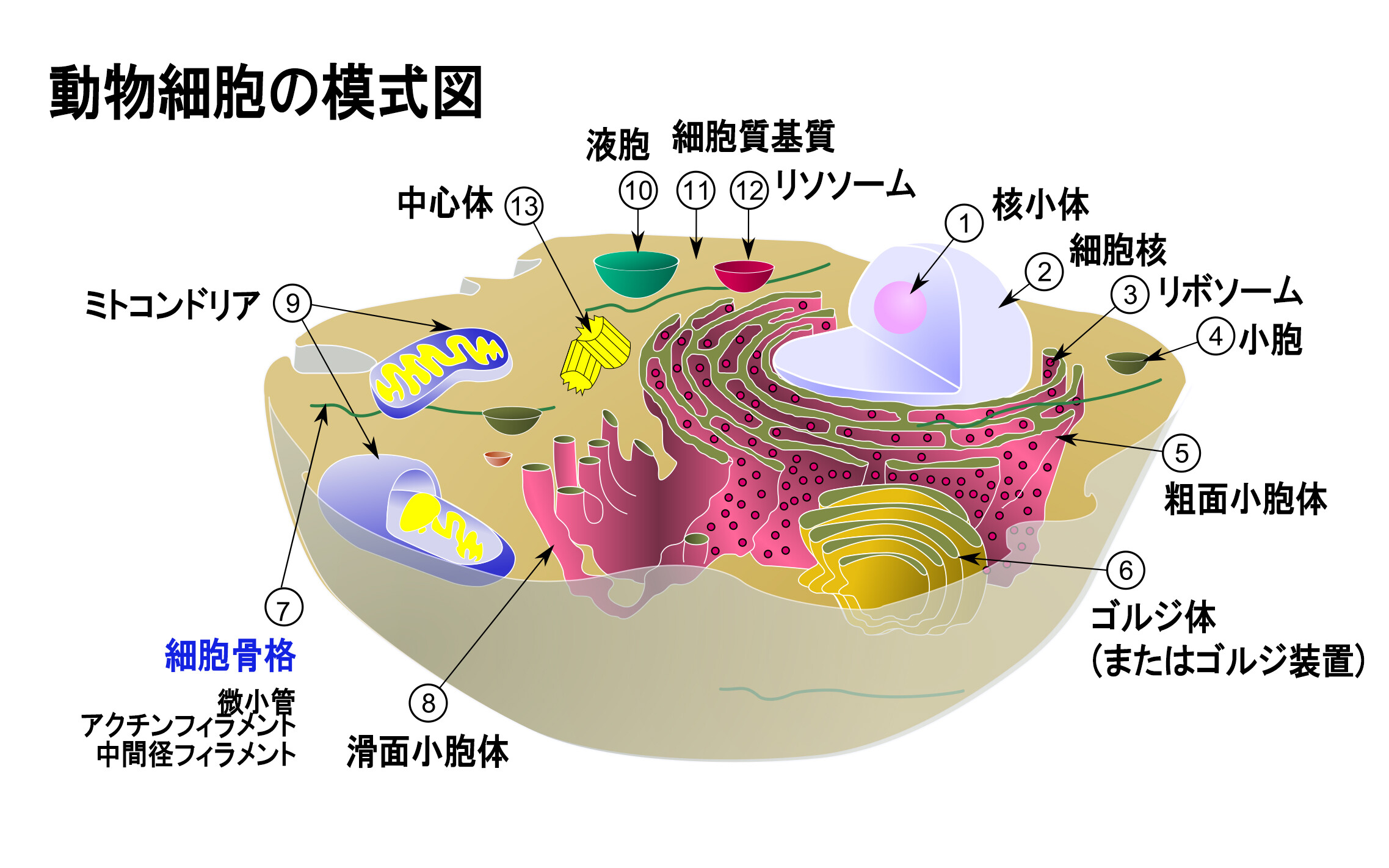 生きた細胞のように機能する人工細胞の作成に成功 | タマちゃんの暇つぶし
