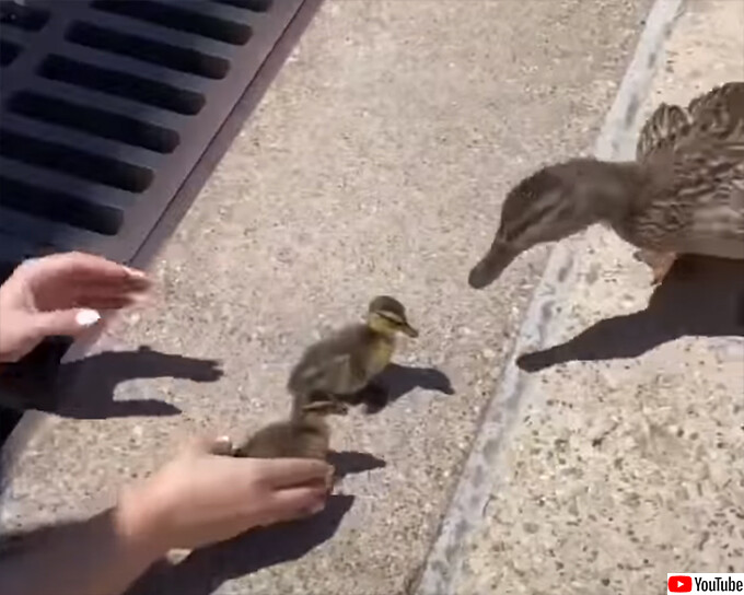母鳥が見守る中、排水溝に落ちた7羽のカモのヒナたちが女性に救出される