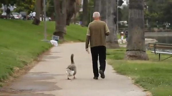 おじいさんは私が守る おじいさんに恋をした公園のガチョウ おじいさんに張り付いて密着警護 米ロサンジェルス カラパイア おじいさんは私が守る おじいさんに恋をした公園のガチョウ おじいさんに張り付いて密着警護 米ロサンジェルス カラパイア