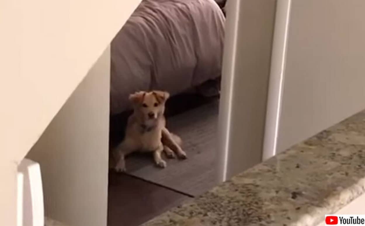 犬ってやつは 涙 後ろ脚が不自由な犬 飼い主に呼びかけられると全力で駆け寄りうれしさを全身で表現 カラパイア 犬ってやつは 涙 後ろ脚が不自由な犬 飼い主に呼びかけられると全力で駆け寄りうれしさを全身で表現 カラパイア
