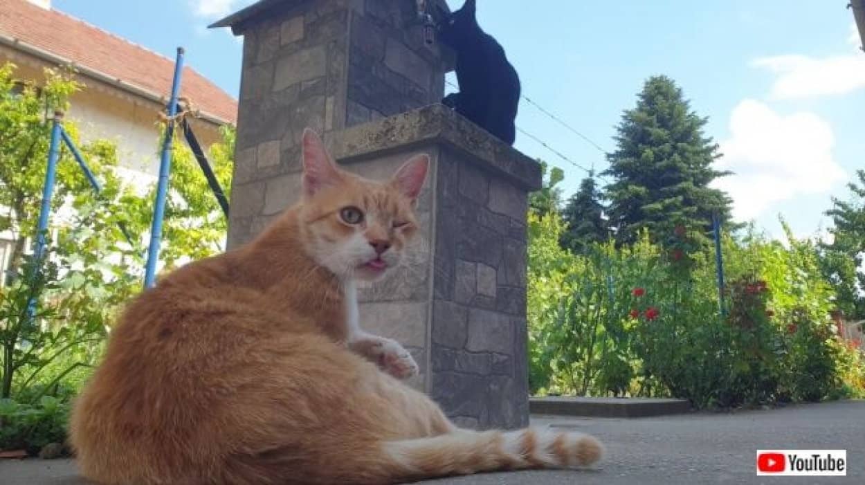 猫たちの表情に癒されたい というわけで セラピーキャットの可愛いしぐさを集めてみた カラパイア