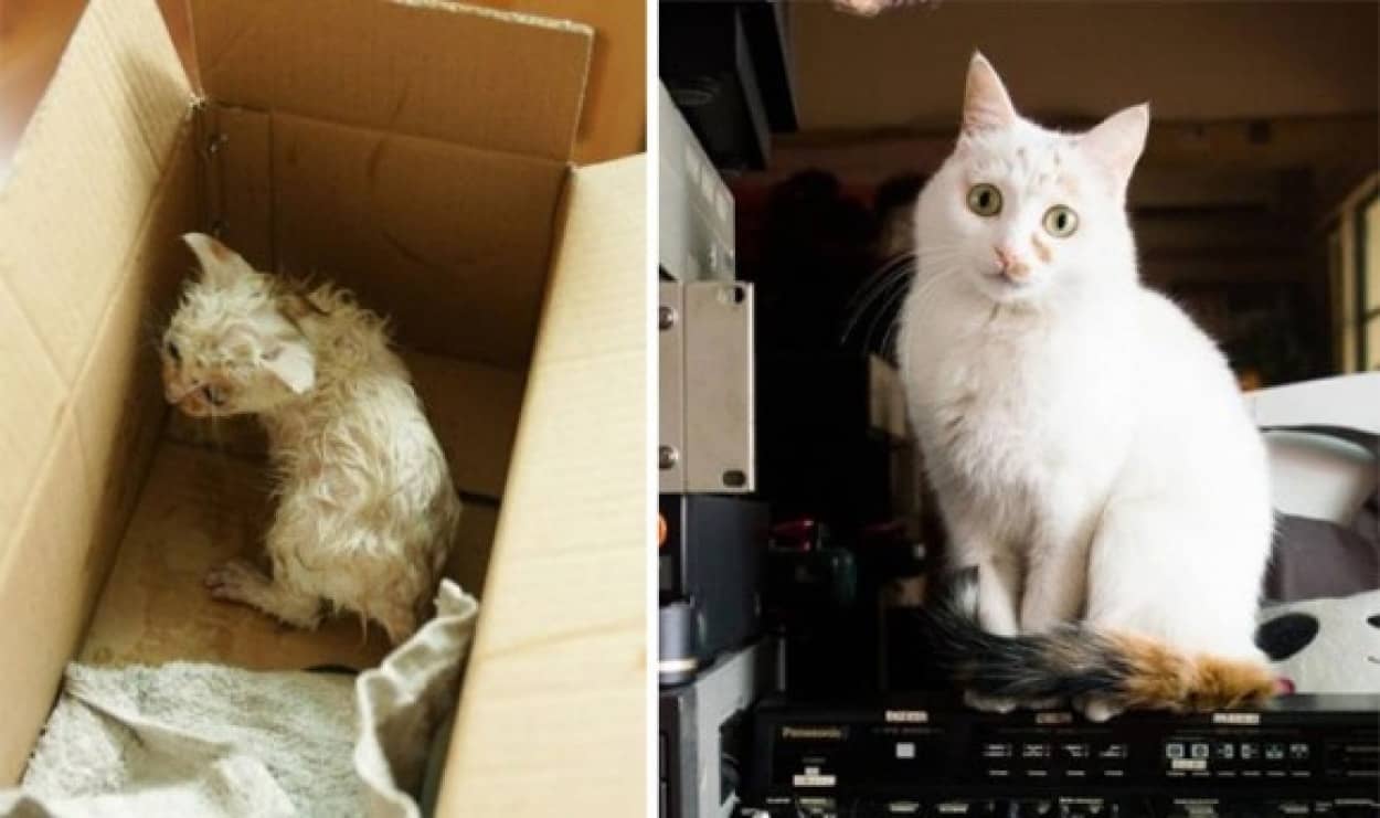 これぞ九死に一生 人間の手により救出された猫たちのビフォア アフター 閲覧注意 カラパイア