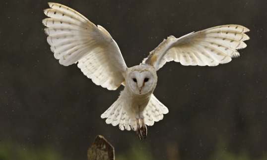 Barn-owl-012_e