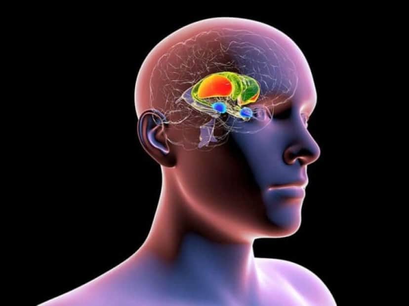 emotional-fear-memory-brain-neurosciences-public_e