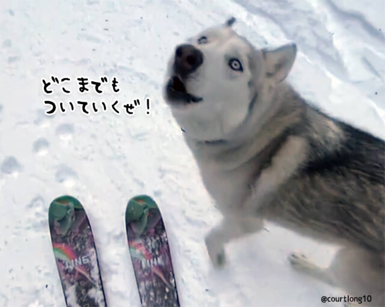 飼い主のスキーと一緒に雪上散歩を楽しむハスキー犬no title