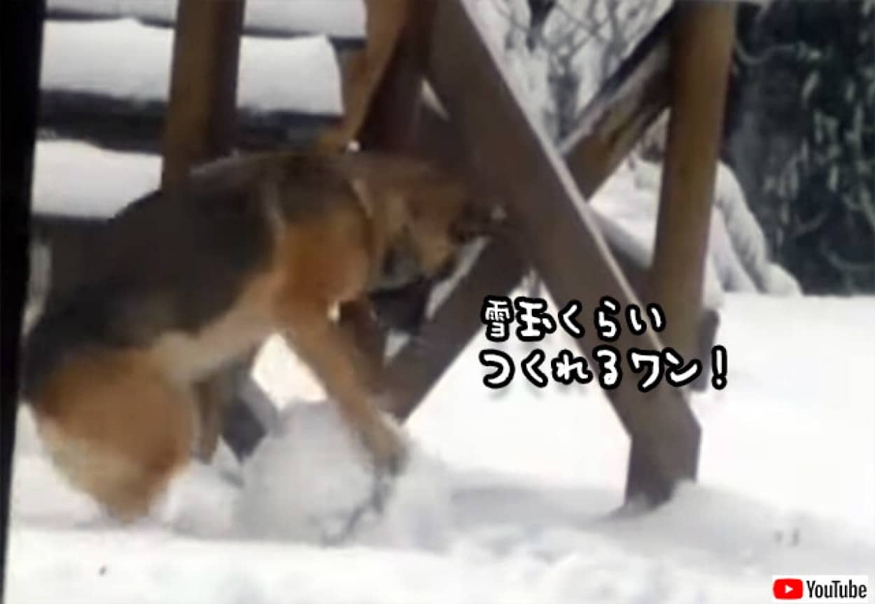 雪玉を作る犬