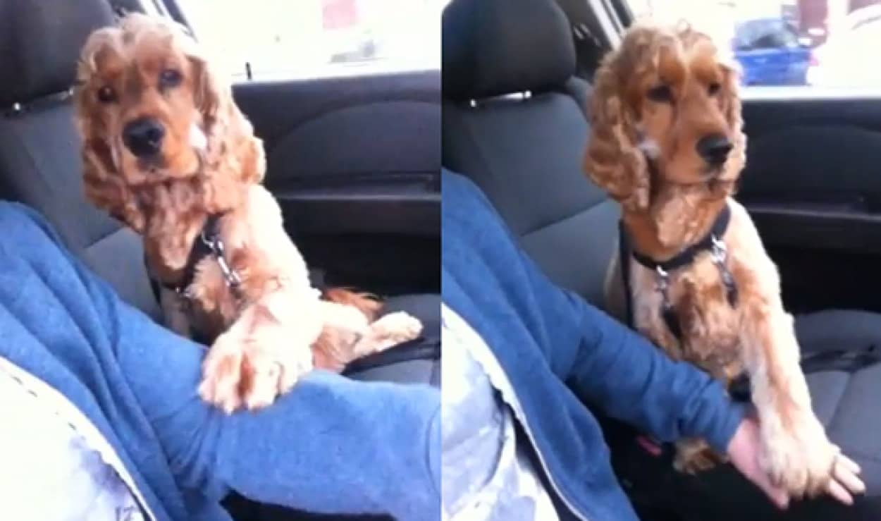 いやん離さないで 助手席の犬 運転中はずっと手を握ってて欲しいワン カラパイア いやん離さないで 助手席の犬 運転中はずっと手を握ってて欲しいワン カラパイア