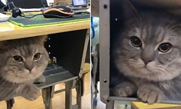 置いてくニャ！学校に行くのを阻止する猫にほだされ、連れてきた飼い主。猫は机の中で授業を受ける（中国）