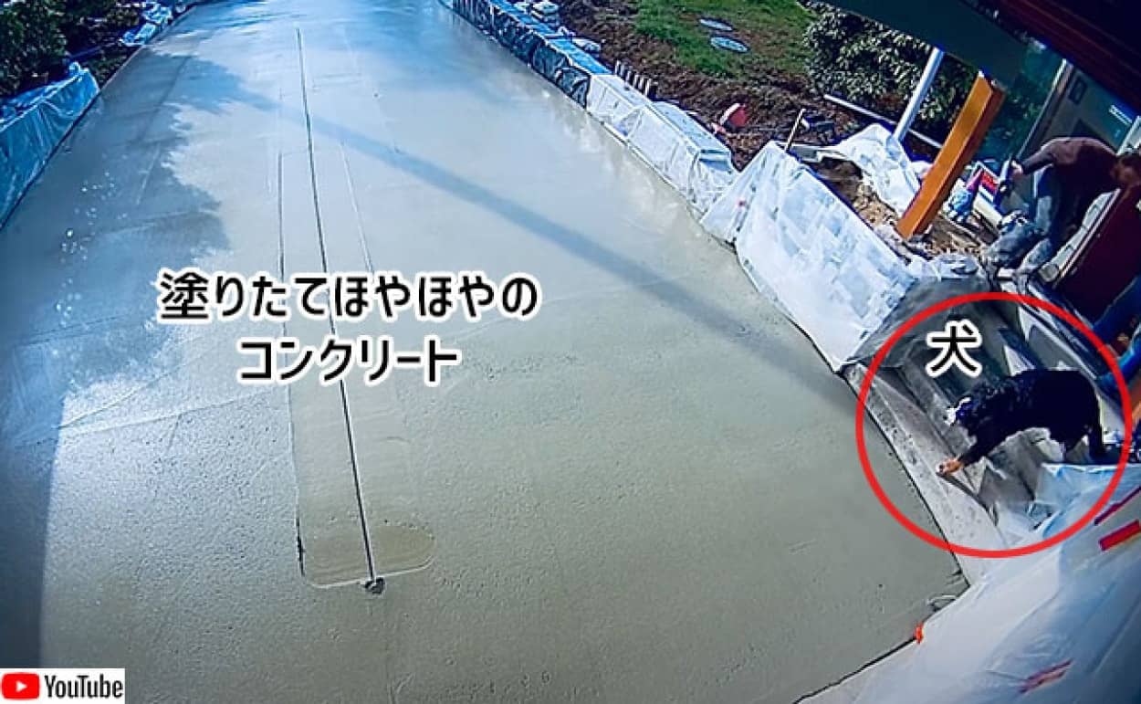 おい待て ちょっと待て 塗りたてのコンクリートに犬が接近 悲劇はこの後すぐ カラパイア おい待て ちょっと待て 塗りたてのコンクリートに犬が接近 悲劇はこの後すぐ カラパイア